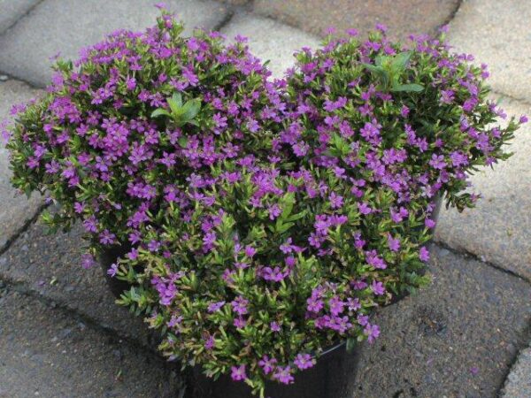 mexican-heather-the-mill-greenhouses-and-garden-centre