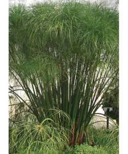 overwinter king tut papyrus in zone 5